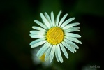 sg100791.jpg