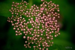 Файл=sg100895.jpg
Объём=218KB
Размеры=900x602
Дата=09 июля 2008 sg100895.jpg