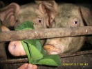 Файл=animals02.jpg
Объём=345KB
Размеры=1024x768
Дата=07 июля 2008 animals02.jpg