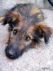 Файл=animals03.jpg
Объём=101KB
Размеры=563x750
Дата=07 июля 2008 animals03.jpg