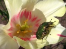 Файл=bronzovka_zolotistaja_cetonia_aurata_.jpg
Объём=185KB
Размеры=1024x768
Дата=25 июля 2009 bronzovka_zolotistaja_cetonia_aurata_.jpg