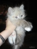Файл=img_5438.jpg
Объём=113KB
Размеры=576x768
Дата=07 ноября 2009 img_5438.jpg