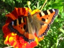 Файл=krapivnica_aglais_urticae.jpg
Объём=264KB
Размеры=1024x768
Дата=25 июля 2009 krapivnica_aglais_urticae.jpg