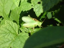 Файл=tettigonia_viridissima.jpg
Объём=232KB
Размеры=1024x768
Дата=25 июля 2009 tettigonia_viridissima.jpg