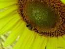 Файл=p8230033.jpg
Объём=241KB
Размеры=1024x768
Дата=07 мая 2009 p8230033.jpg