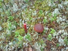 Файл=dsc00035.jpg
Объём=419KB
Размеры=1024x768
Дата=12 декабря 2010 dsc00035.jpg