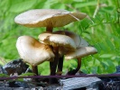 Файл=izobrazhenie_105.jpg
Объём=251KB
Размеры=1024x768
Дата=16 февраля 2010 izobrazhenie_105.jpg