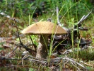 Файл=izobrazhenie_127.jpg
Объём=361KB
Размеры=1024x768
Дата=16 февраля 2010 izobrazhenie_127.jpg