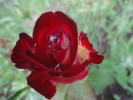 Файл=dsc00509.jpg
Объём=153KB
Размеры=1024x768
Дата=31 августа 2010 dsc00509.jpg