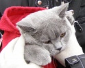Файл=kot.jpg
Объём=138KB
Размеры=800x643
Дата=20 сентября 2010 kot.jpg