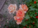 Файл=sp_a0646.jpg
Объём=243KB
Размеры=1024x768
Дата=19 октября 2010 sp_a0646.jpg