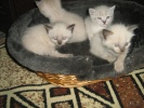 Файл=img_3246.jpg
Объём=320KB
Размеры=1024x768
Дата=29 июня 2012 img_3246.jpg