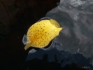 Файл=sl731315.jpg
Объём=164KB
Размеры=1024x768
Дата=02 февраля 2011 sl731315.jpg