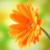Файл=moja_avatara.jpg
Объём=3KB
Размеры=100x100
Дата=27 февраля 2011 moja_avatara.jpg