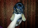 Файл=20121216_190637.jpg
Объём=164KB
Размеры=640x480
Дата=17 декабря 2012 20121216_190637.jpg