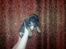 Файл=20121216_190753.jpg
Объём=188KB
Размеры=640x480
Дата=17 декабря 2012 20121216_190753.jpg