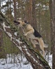 Файл=0_6cd23_febcfd8f_xl.jpeg
Объём=256KB
Размеры=611x768
Дата=15 января 2012 0_6cd23_febcfd8f_xl.jpeg