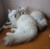 Файл=sestry.jpg
Объём=159KB
Размеры=783x768
Дата=23 июля 2012 sestry.jpg