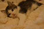 Файл=dsc05145.jpg
Объём=171KB
Размеры=1155x768
Дата=12 ноября 2013 dsc05145.jpg