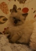 Файл=dsc05164.jpg
Объём=101KB
Размеры=555x768
Дата=12 ноября 2013 dsc05164.jpg